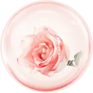 Rose Essential & Floral Extracts